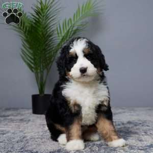 Bliss, Mini Bernedoodle Puppy